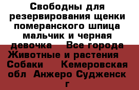 Свободны для резервирования щенки померанского шпица мальчик и черная девочка  - Все города Животные и растения » Собаки   . Кемеровская обл.,Анжеро-Судженск г.